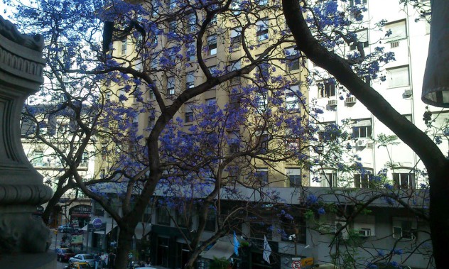 JACARANDÁ