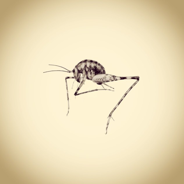 joshua-white-05-1024x1024