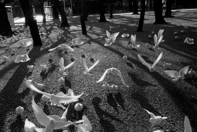 JAPAN. Tokyo. White doves are kept at the Yasukuni Shinto shrine, dedicated to military personnel killed during Japan's wars. They are considered to be spirits of the departed. 2000.