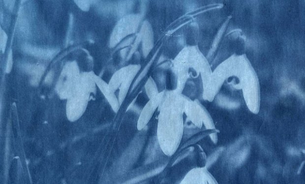 imagen-anna-atkins-photographs